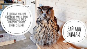 Филин Ёль снова в совешне. Оставили сове уютную обстановочку