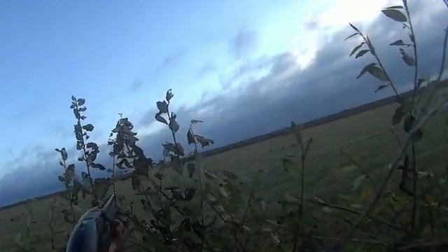 охота на гуся осень2022 ,с одного налёта 9 гусей!!! лучший налёт сезона ??? смотреть онлайн