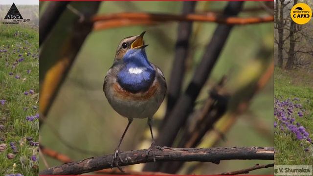 Тайная жизнь птиц | Александр Хабургаев (выпуск 3) смотреть онлайн