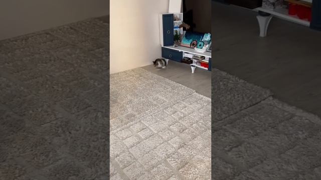 Кот и белка смотреть онлайн