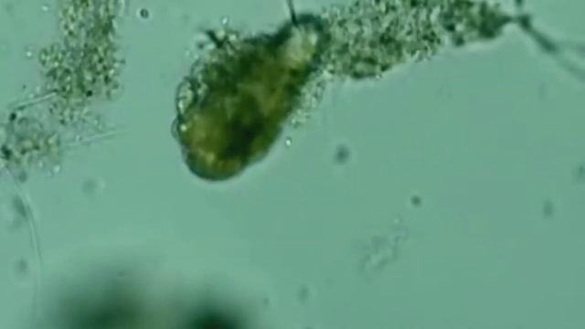 Тихоходка существо которое невозможно убить!!! смотреть онлайн