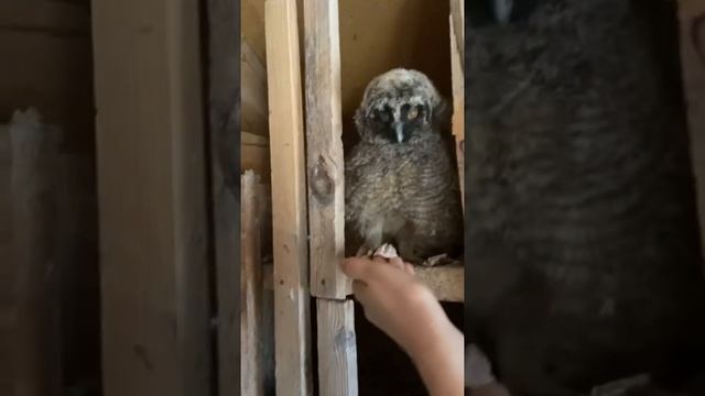 Нападение совы на человека! Полное видео как кормили в ленте. Совёнок дома смотреть онлайн