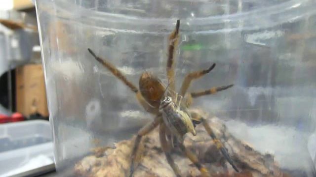 Phoneutria sp. (wandering spider) смотреть онлайн