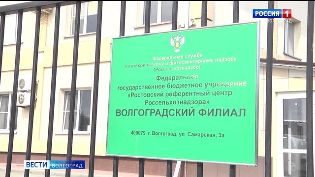 Зерносклады Волгоградской области обследуют на наличие капрового жука.mp4 смотреть онлайн
