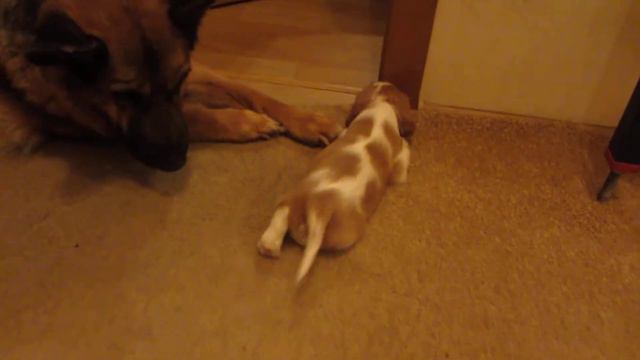 Щенок кавалер кинг чарльз спаниель смотреть онлайн