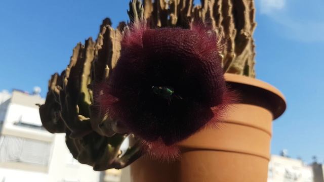 Stapelia Grandiflora and Lucilia Sericata смотреть онлайн