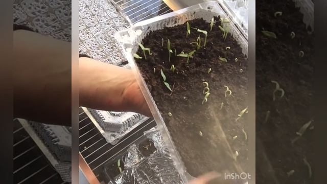 Почему у меня не взошли перцы 🌶 и почему нет чёрной ножки? смотреть онлайн