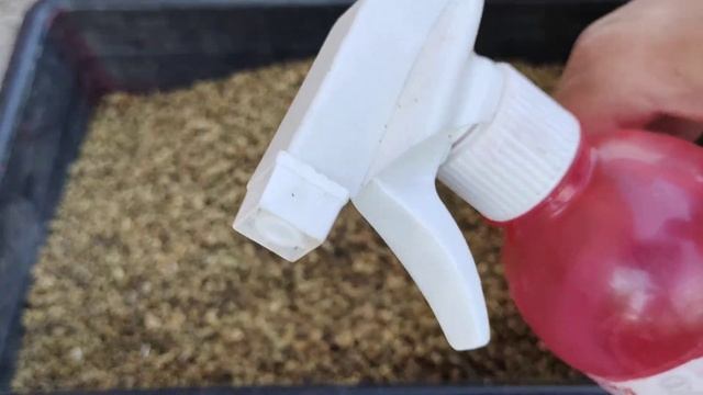 Как уберечь всходы свеклы от вредителей Подготовка семян свеклы Обработка семян перед посевом Жизнь смотреть онлайн