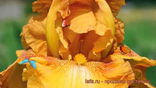 Ирис бородатый Растик Седар (iris) ? ирис Растик Седар обзор: как сажать саженцы ириса Растик Седар смотреть онлайн
