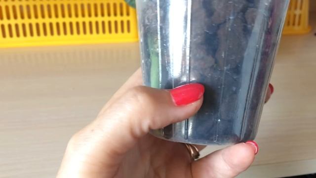 Обзор орхидей и фласок, купленных в группе Magic Orchids 24.08.2018г.