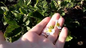Земляника Александрина 2 часть Alexandrina strawberry seeds