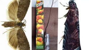 Как избавится от Плодожорки на Сливе. Борьба с вредителями плодовых деревьев.