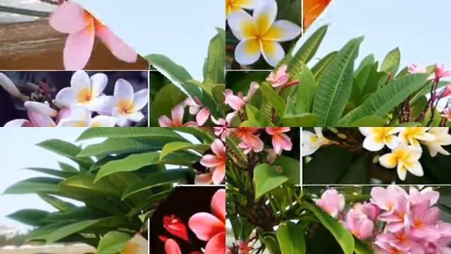 ЦВЕТЫ НА КИПРЕ. ПЛЮМЕРИЯ В МОЕМ САДУ смотреть онлайн