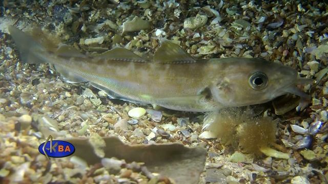 Мерланг черноморский, пикша. Merlangius merlangus euxinus. Whiting смотреть онлайн