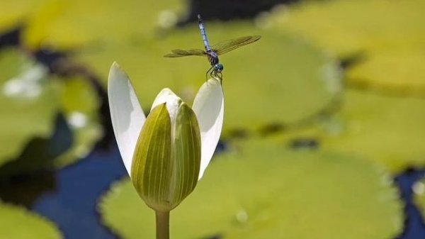 dell alienware refurbished canada|dell alienware aw2721d canada|dell alienware desktop canada