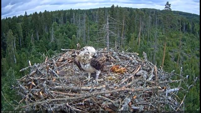 Osprey chicks are beginning to exercise their wings and jump! / Estonia смотреть онлайн