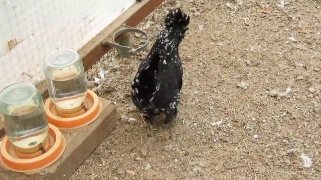 Декоративные куры - прекрасный антистресс смотреть онлайн