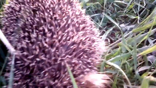 Первый еж после зимы 03.05.2019 (Кня...) смотреть онлайн