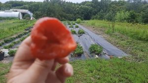 Cравнение  вкусов  ремонтантных сортов.Хадемао,Мурано,Аня,Крапо 10,Мара де Буа