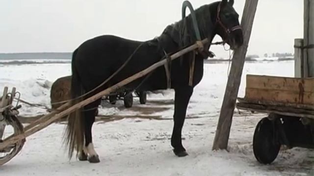 Цыганские лошади смотреть онлайн