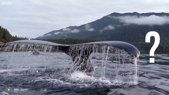 Посмотрите Что Происходит, Когда Кит Ест смотреть онлайн