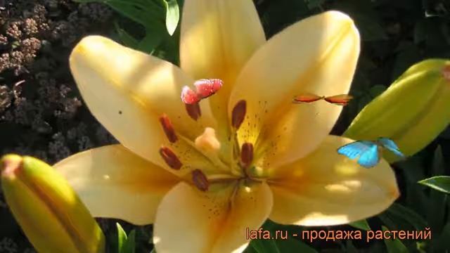 Лилия ла-гибрид Боллрум (lilium) ? ла-гибрид лилия Боллрум обзор: как сажать, луковицы лилии Боллру смотреть онлайн