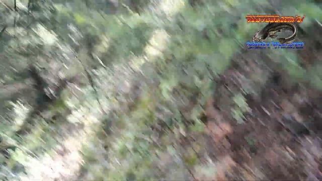 Проверка грибов, поездка в Капал 13.08.23. смотреть онлайн
