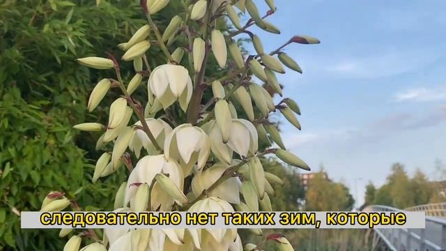 КАК ЦВЕТЕТ АГАВА. Agave karwinskii смотреть онлайн