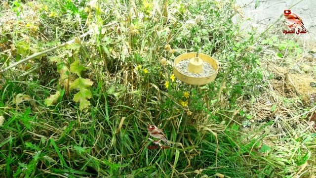 بتبتة لتحفيز الحسون, فيديو تحفيز طائر الحسون جميل جدا смотреть онлайн