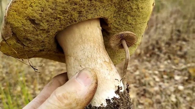 Белых набрал, Ёжа повстречал смотреть онлайн