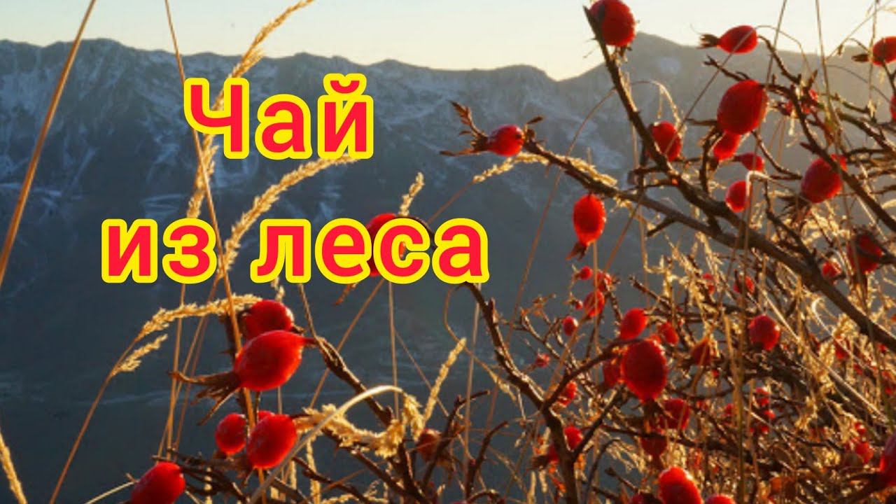 Чай из даров леса смотреть онлайн