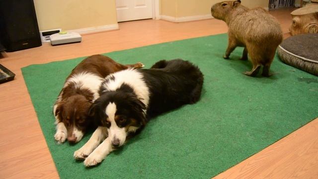Trying to eat with 2 dogs and a capybara смотреть онлайн