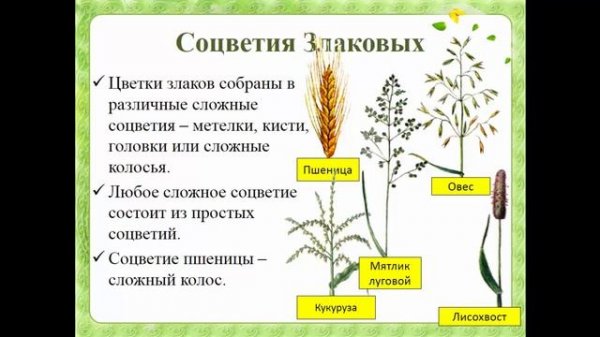 Биология. Раздел Ботаника. Семейство Злаковые. Людмила Ивановна. Profi-Teacher.ru