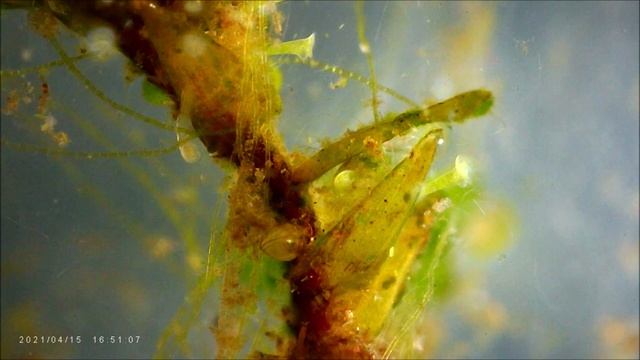 Bosmina 5 смотреть онлайн