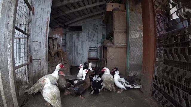 КАК ОПРЕДЕЛИТЬ ВОЗРАСТ ИНДОУТОК? В каком возрасте занесутся мускусные утки? смотреть онлайн