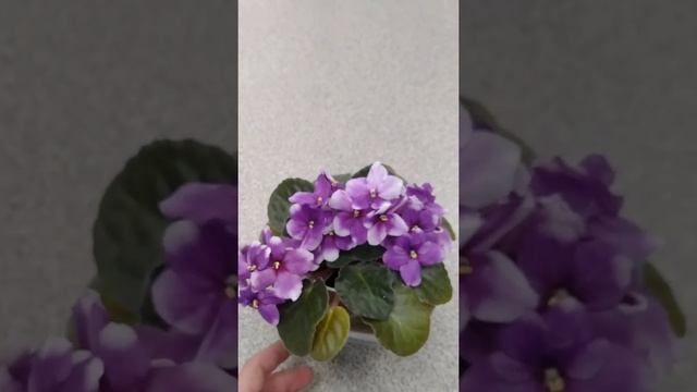 OPTIMARA MY DREAM SAINTPAULIA #Shorts смотреть онлайн