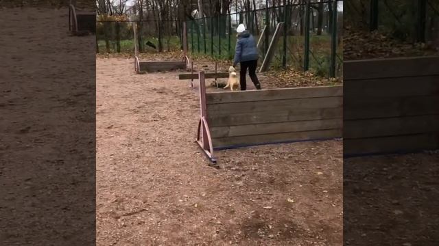 Дрессировка собак на уличной кинологической площадке в Красном Селе смотреть онлайн