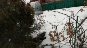 Освобождаю укрытия роз от снега.