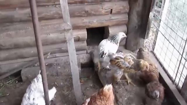 Куры садятся на ноги.Почему? смотреть онлайн