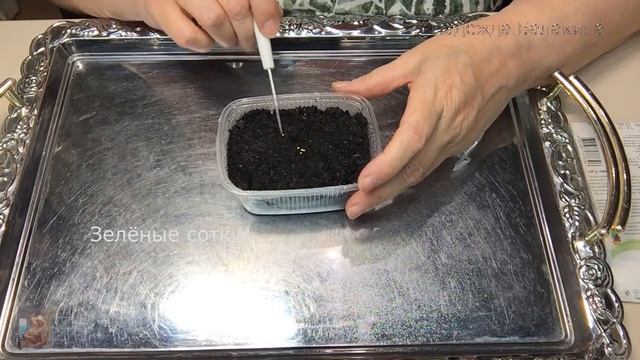 Экзакум - персидская фиалка. Посев семян. смотреть онлайн