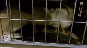 Какой бройлер лучше? Тот что нравится лично вам. Тест бройлеров.