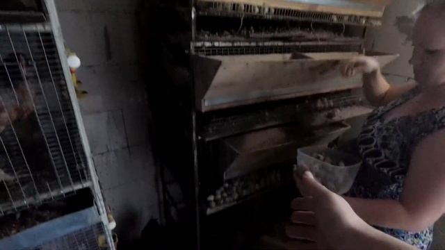 Индюшки Хайбрид занесли яйцо // Новости с ДАЧНОЙ МиниФермы смотреть онлайн