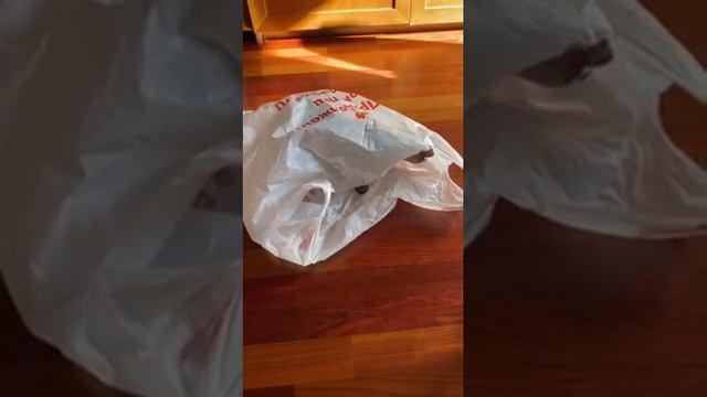 Лучший домик для кошки - пакет! 斯芬克斯猫 精靈貓 スフィンクス エルフキャット смотреть онлайн