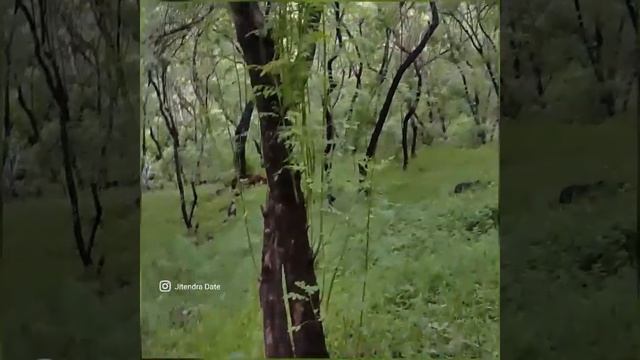 Wandering Directionless in the Forest. смотреть онлайн