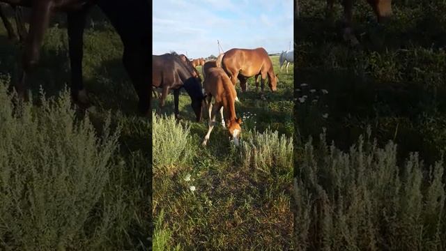 лошади едят траву, аж шум стоит смотреть онлайн