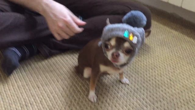 Чихуахуа Фондю и новая шапка смотреть онлайн