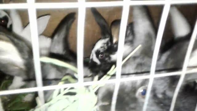 Кролик БУМ смотреть онлайн