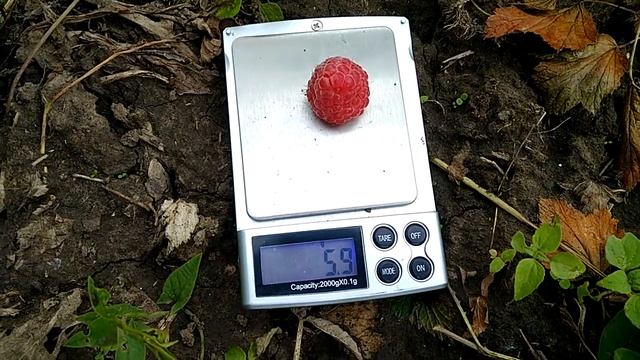 Малина Октавия смотреть онлайн