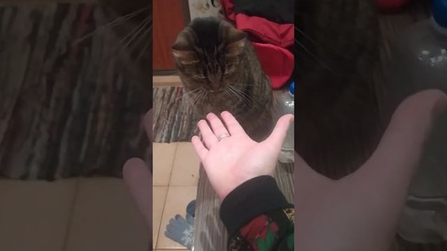 #кот#Барсик#Матросскин#фамилия такая смотреть онлайн