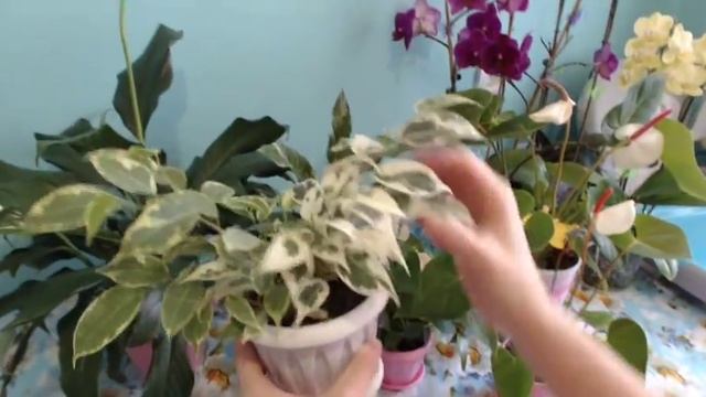 Комнатные цветы которые отчищают воздух смотреть онлайн